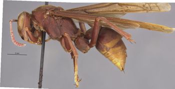 Media type: image;   Entomology 36001 Aspect: habitus lateral view